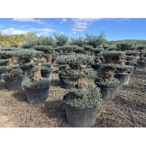 Olivovník európsky (Olea europaea) ´ARBEQUINA´ - výška 130-150 cm, kont. C90L - PONPON (-12°C)